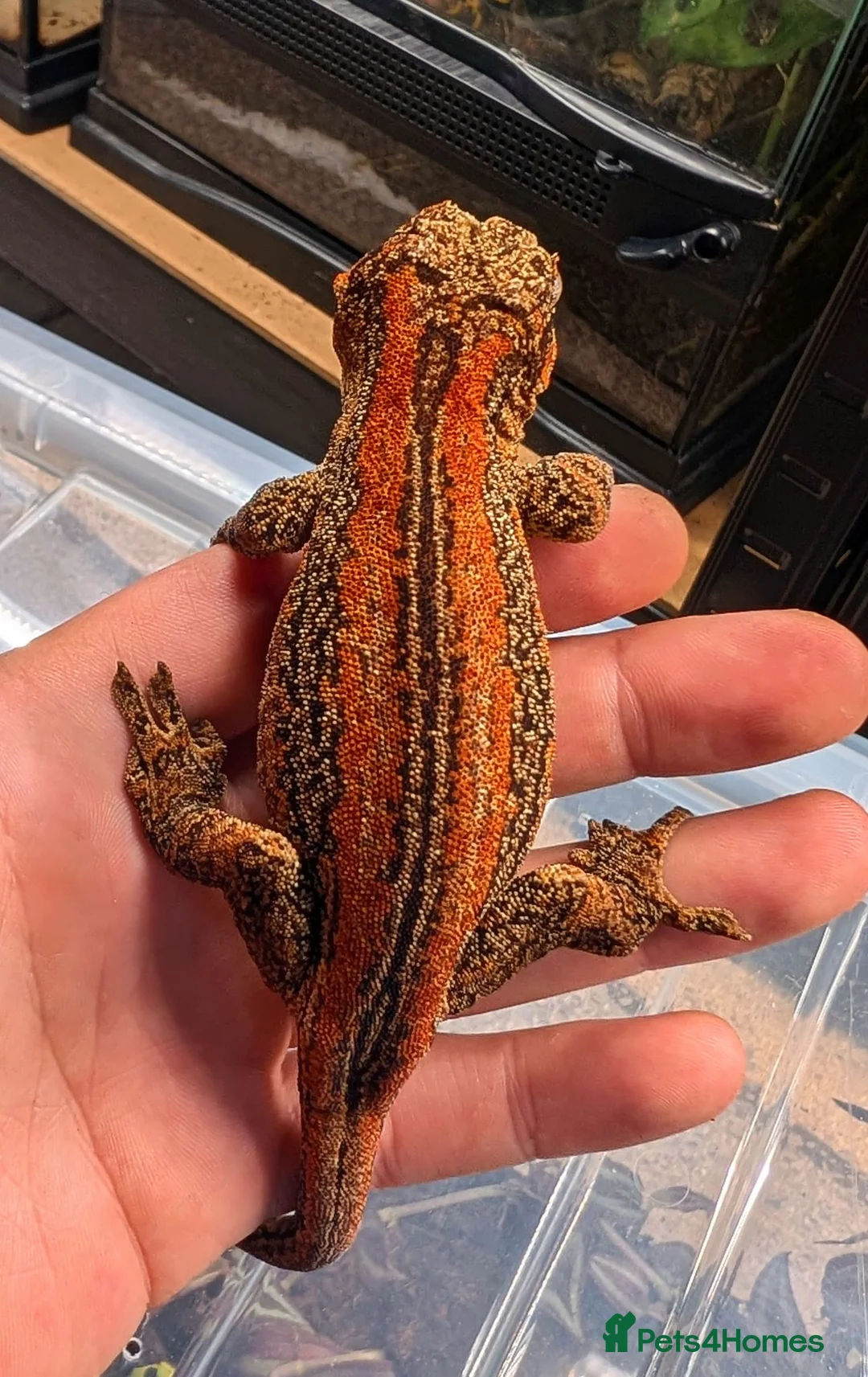 Gecko reptiles for sale: Gargoyles/cresties for sale - breeding sizes  - Advert 2