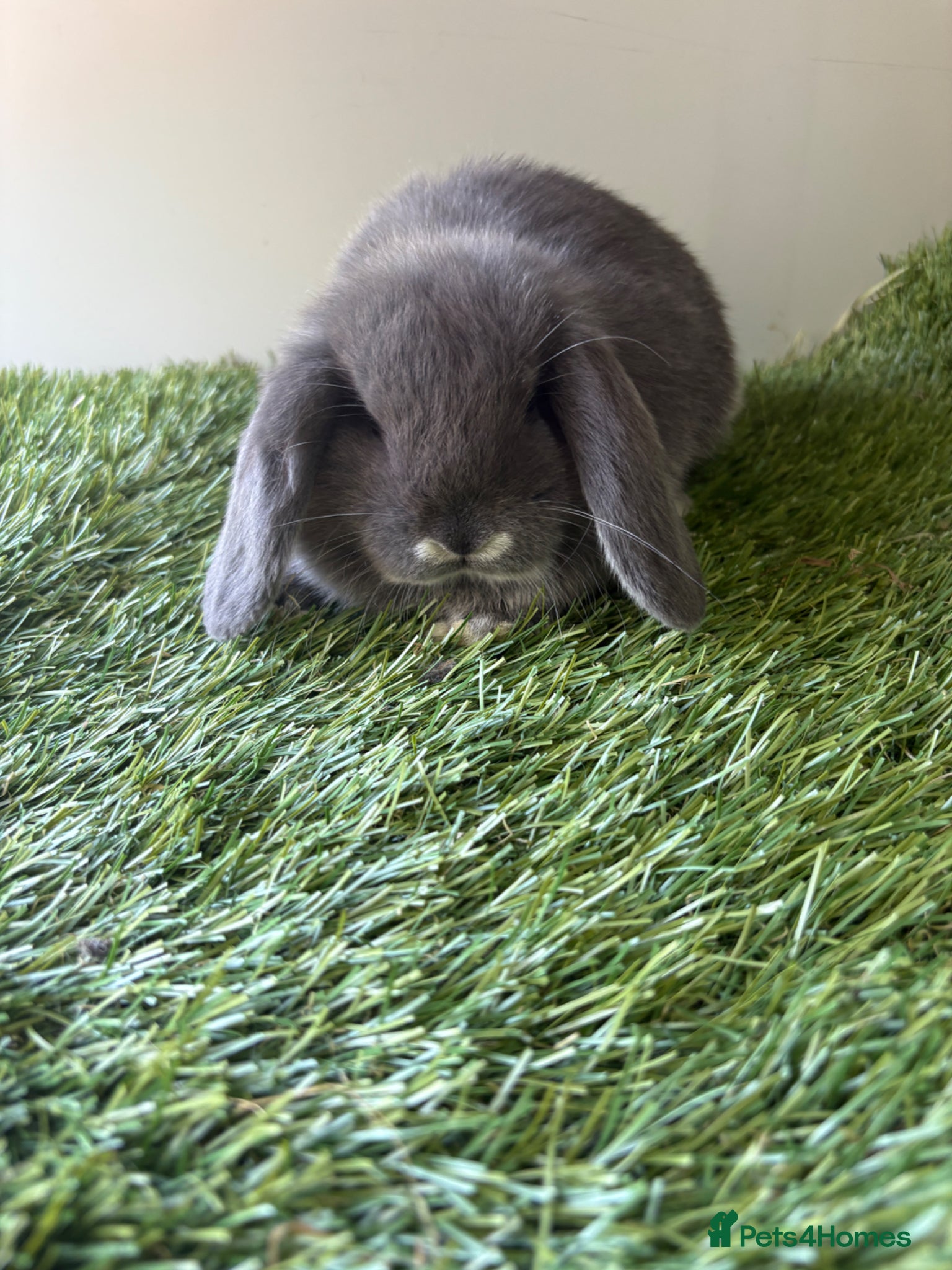 Mini Lop rabbits for sale: Mini lop baby rabbits  - Advert 11