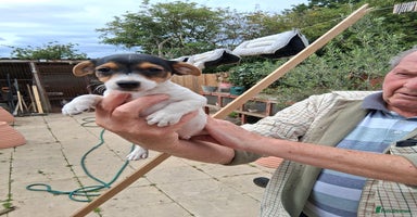 Jack Russell dogs - Advert 1
