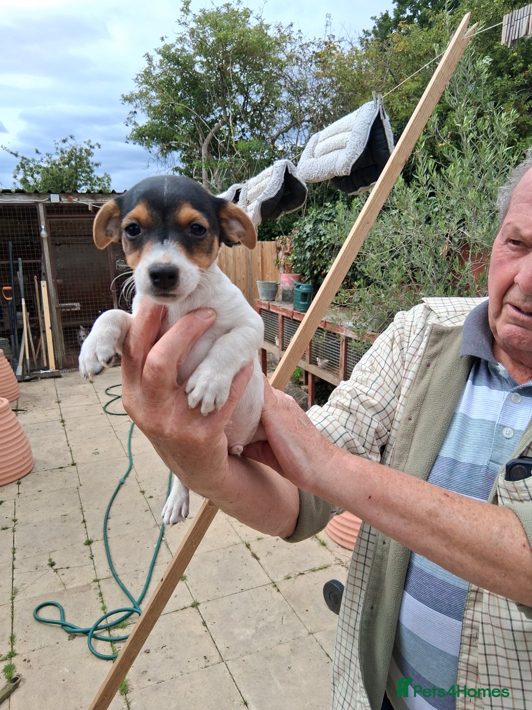 Jack Russell dogs for sale: Jack Russell puppies for sale - Image 3
