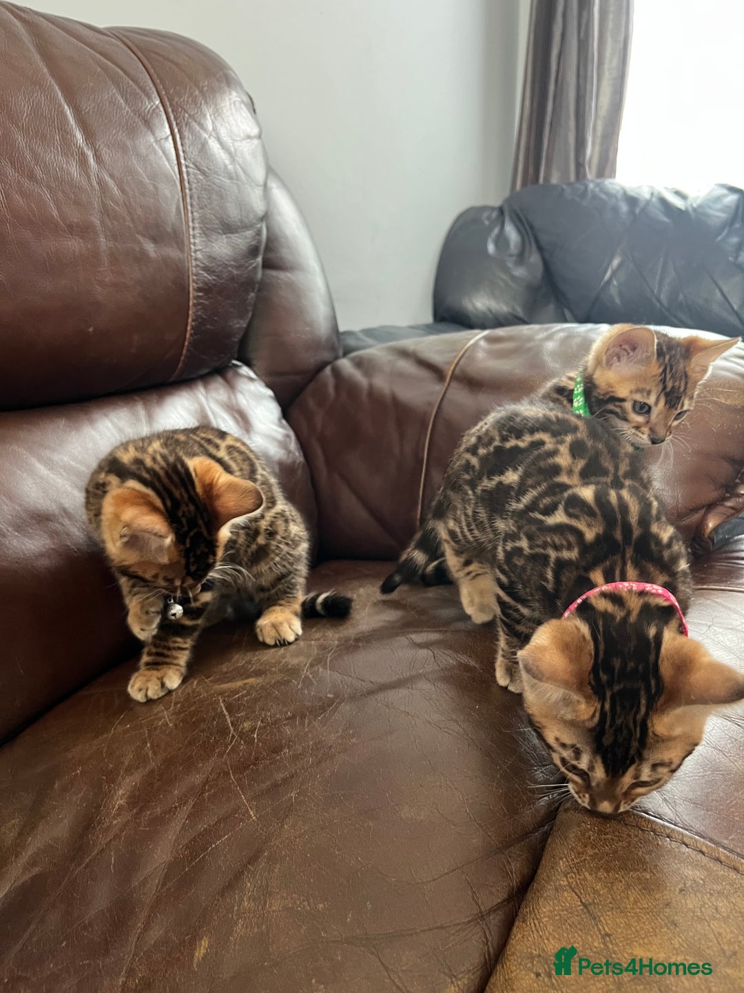 Bengal cats for sale: Available Pure Bengal kittens now! ♥️ - Image 23