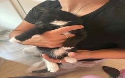 Mixed Breed cats for sale: 6 kittens for sale - Image 12