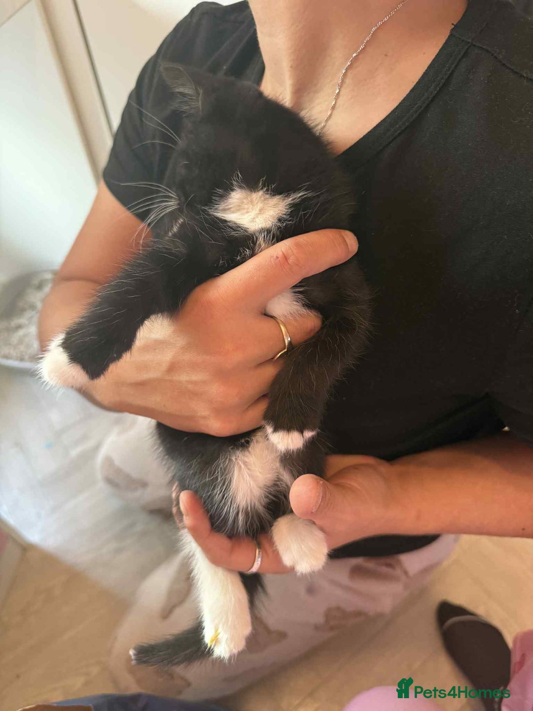 Mixed Breed cats for sale: 6 kittens for sale - Image 12