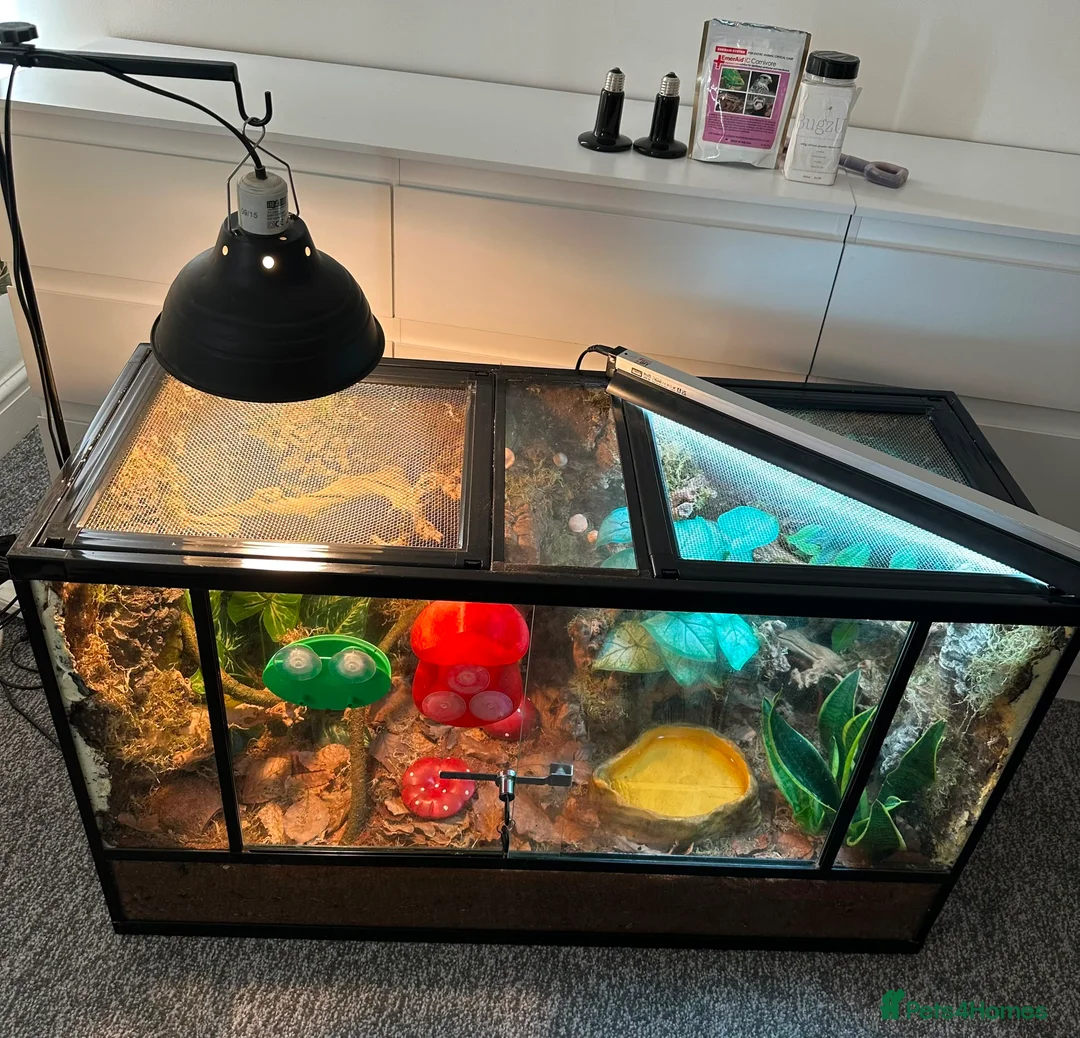 Frog reptiles for sale: X4 White Tree Frogs + 3ft Terrarium Full Setup - Advert 14