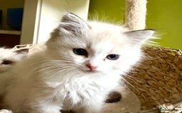 Ragdoll cats for sale: Ragdoll kittens purebred - Image 8