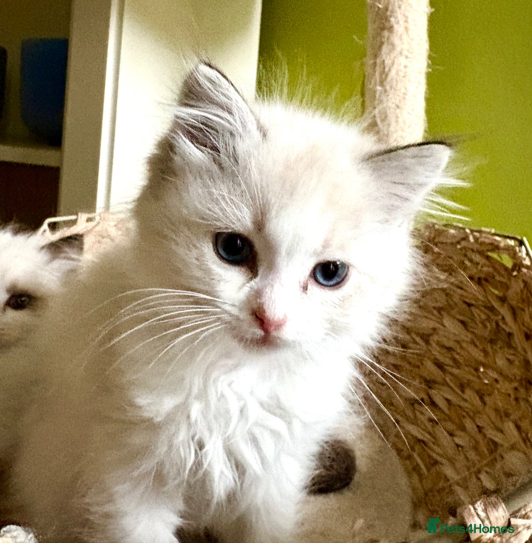 Ragdoll cats for sale: Ragdoll kittens purebred - Image 8