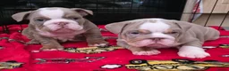 English Bulldog dogs for sale: 3 beautiful tri colour female bull dogs in Bishop Auckland - Advert 9