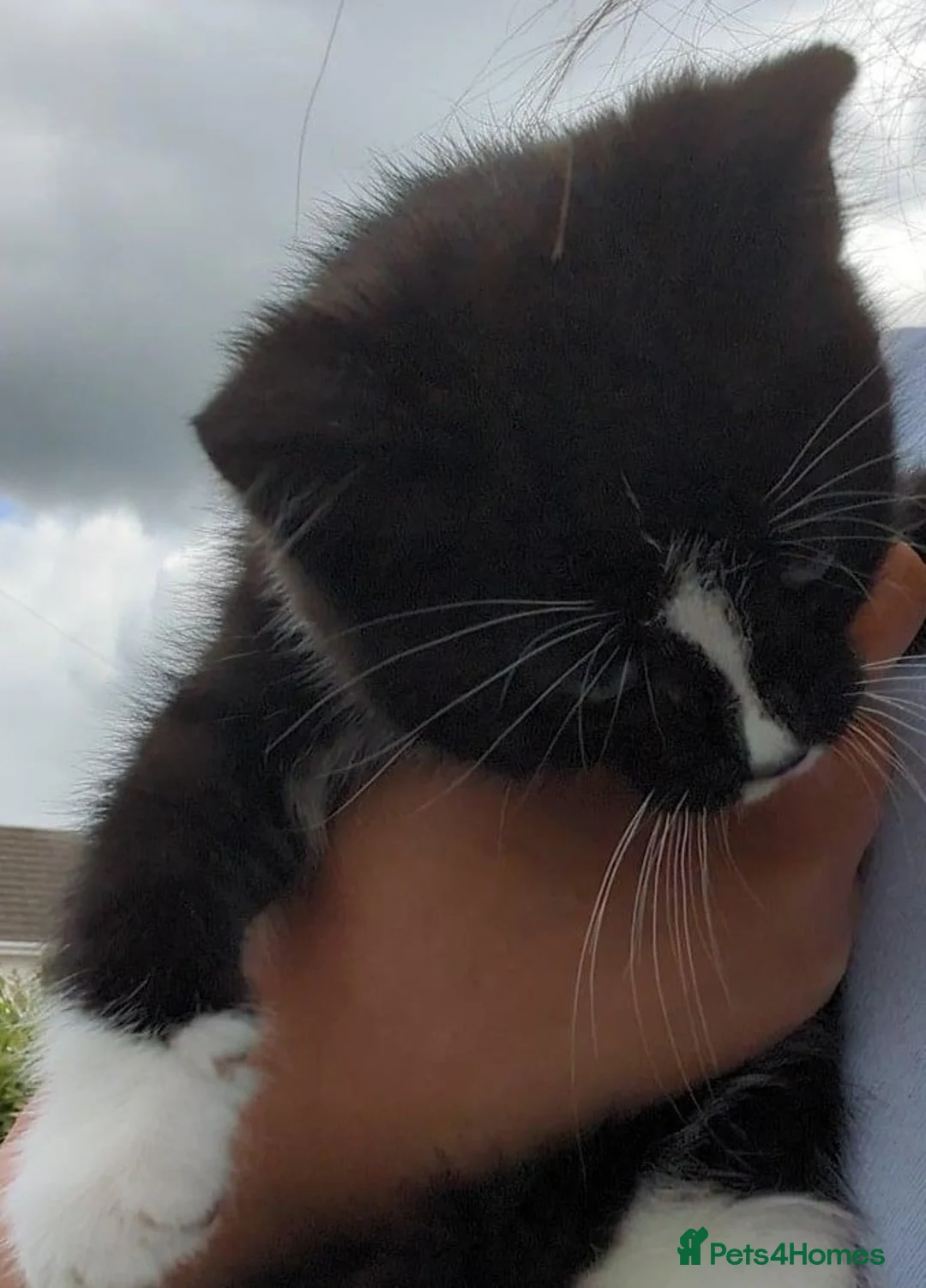 British Shorthair cats for sale: Kitten for sale  in Llanelli - Advert 1