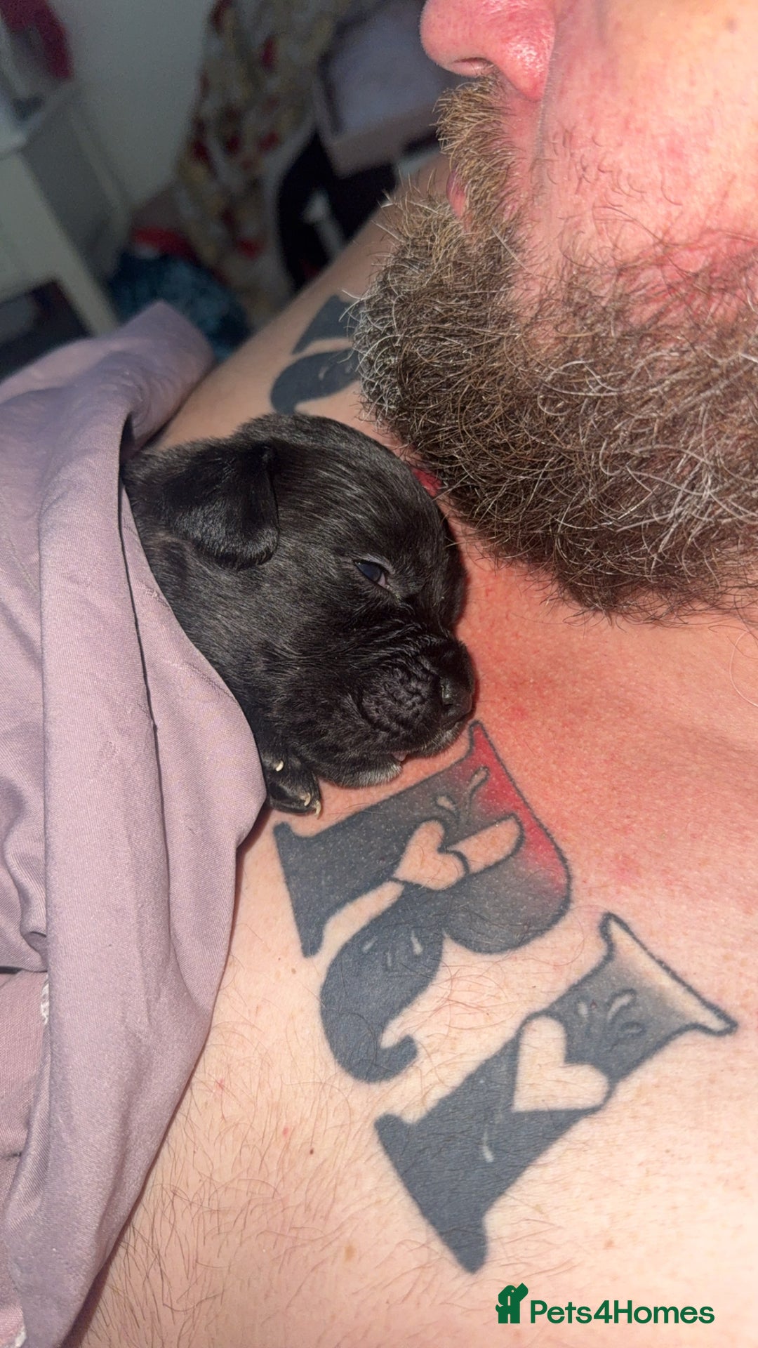 Cane Corso dogs for sale: Puppies - Image 11