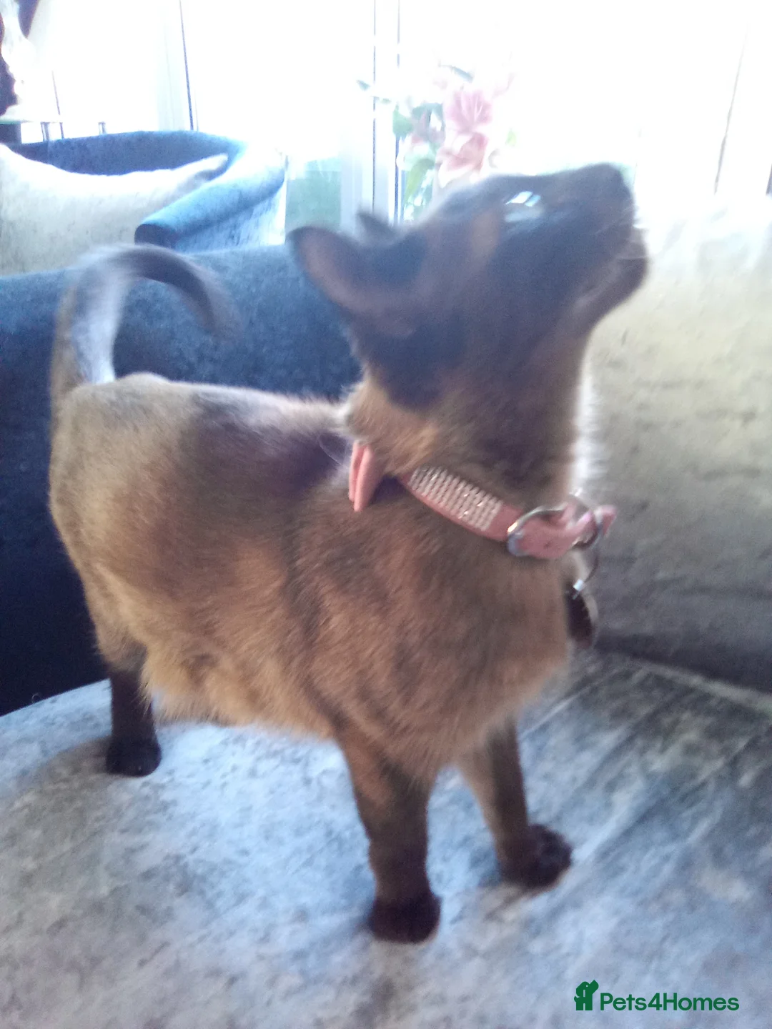 Mixed Breed cats for sale: Black and white 🐾 kittens in Southend-on-Sea - Advert 1