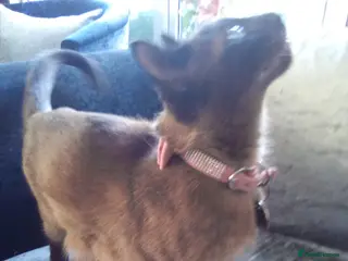 Mixed Breed cats Black and white 🐾 kittens - Advert 2