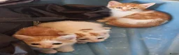 Mixed Breed cats for sale: 3 ginger and white kittens in Wakefield - Advert 4
