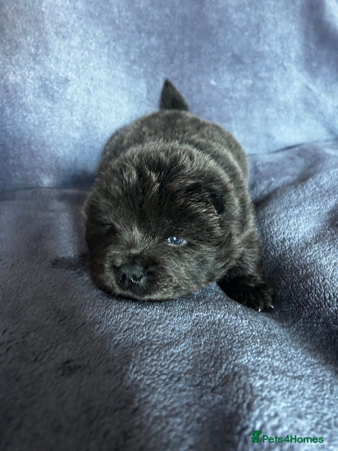 Chow Chow dogs for sale: Stunning chow chow puppies  - Advert 2