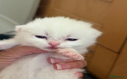 British Longhair cats for sale: GCCF reg BLH Black and Chocolate Golden kittens - Image 9