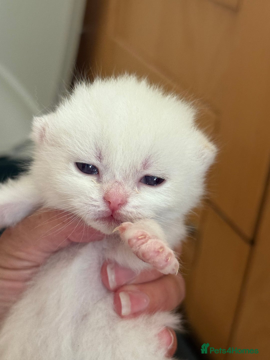 British Longhair cats for sale: GCCF reg BLH Black and Chocolate Golden kittens - Image 9