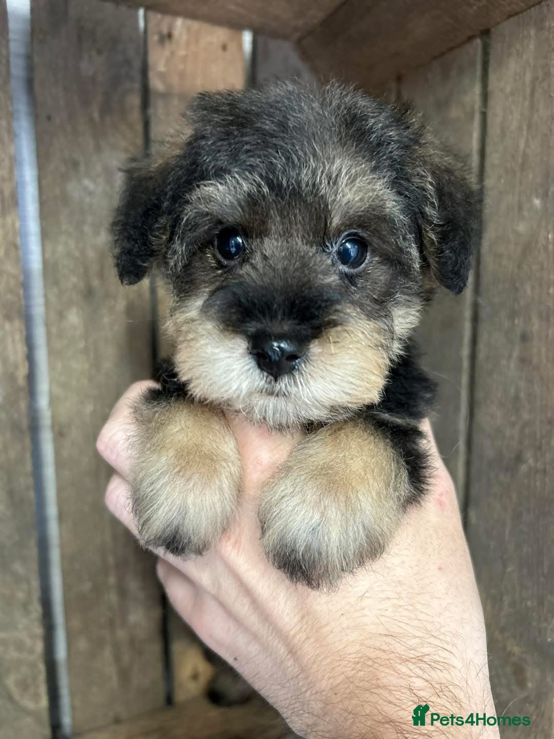 Mixed Breed dogs for sale: OUTSTANDING TOY SCHNOODLES DNA 🧬 CLEAR! - Image 7