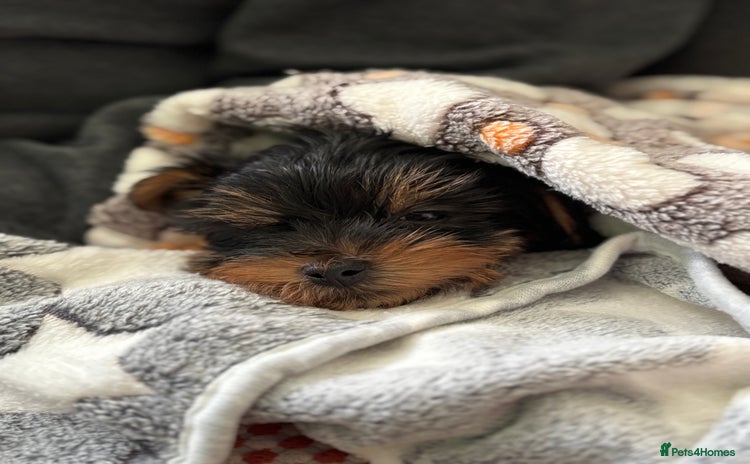 Yorkshire Terrier dogs Puppy Yorkshire Terrier  - Advert 1