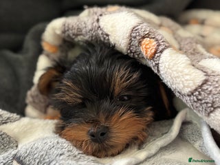 Yorkshire Terrier dogs for sale: Puppy Yorkshire Terrier - Advert 1