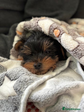 Yorkshire Terrier dogs Puppy Yorkshire Terrier - Advert 1
