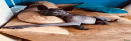 Mexican Hairless dogs for sale: Xoloitzcuintle - Mexican Hairless Standard adult  - Advert 3