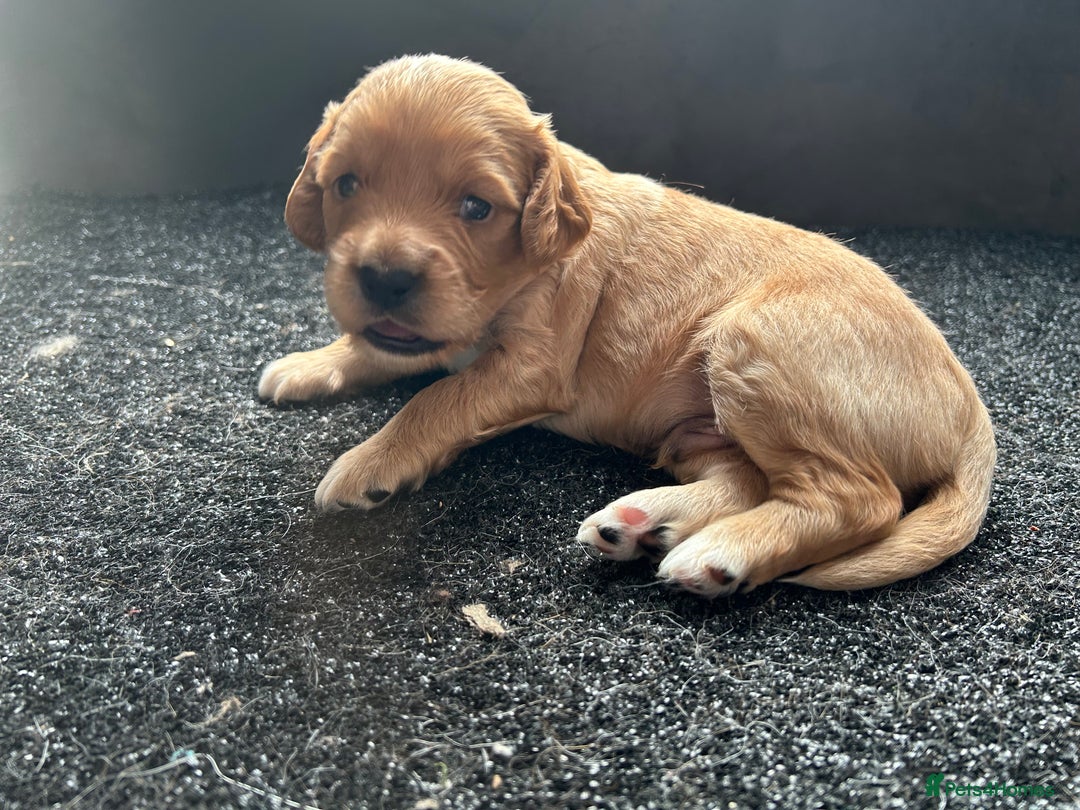 Cockapoo dogs for sale: Cockapoo puppies ginger/golden - Advert 10