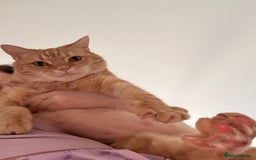 Domestic Shorthair cats for sale: Lovable Ginger Cat Looking for Her Forever Home 🧡 - Image 3