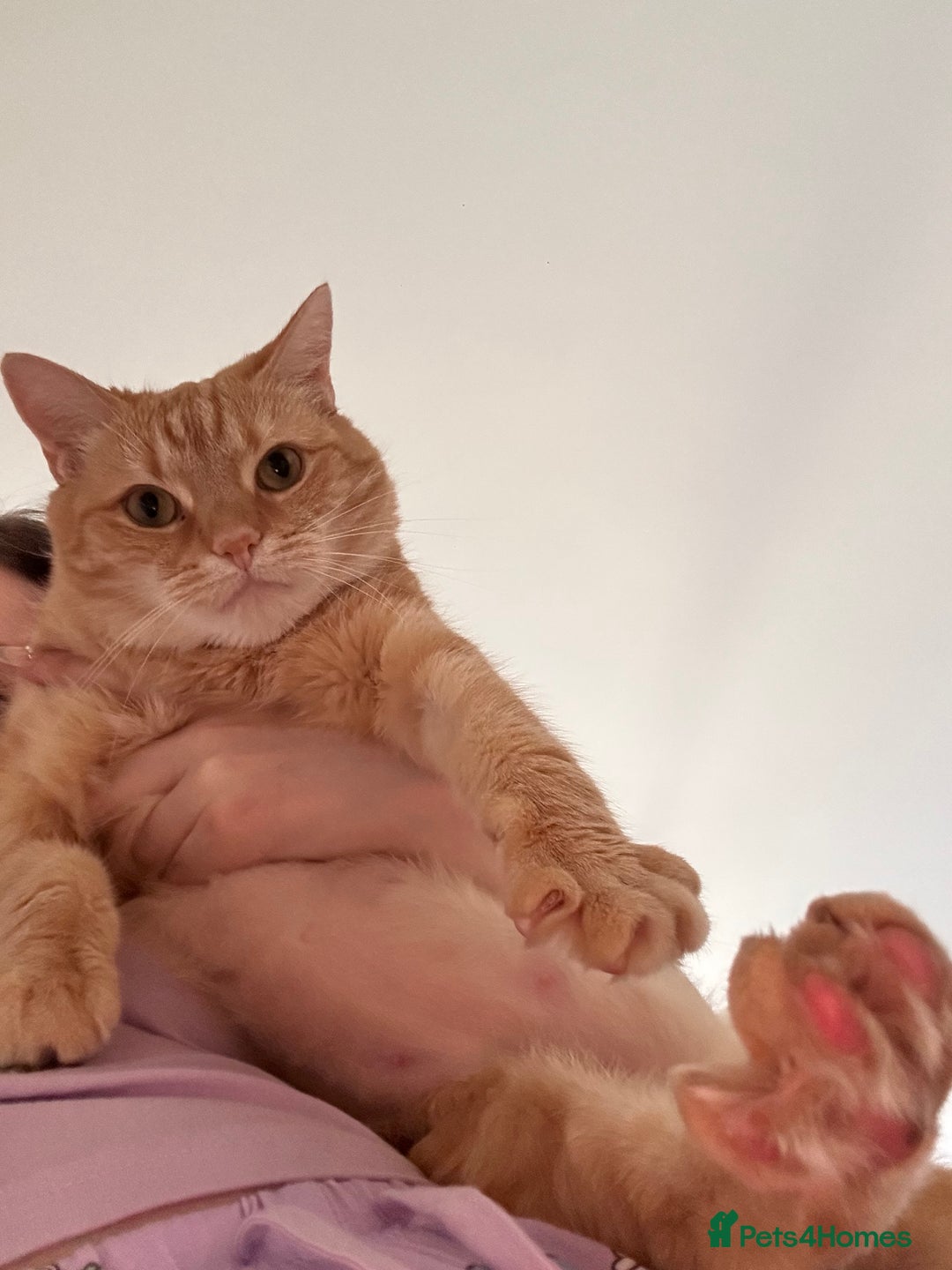 Domestic Shorthair cats for sale: Lovable Ginger Cat Looking for Her Forever Home 🧡 - Image 3
