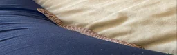Snake reptiles for sale: Male Hognose  - Advert 3