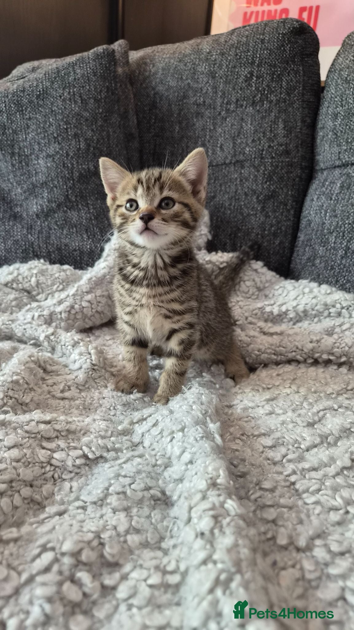 Scottish Fold cats ❤️ 6 Beautiful Scottish Fold/straight kittens ❤️ - Advert 1