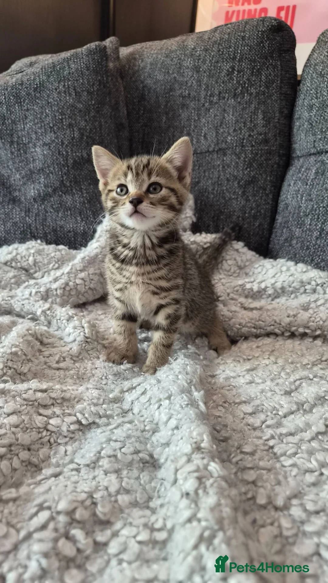 Scottish Fold cats for sale: REDUCED & READY TO GO ❤️ 3 kittens left  - Advert 1