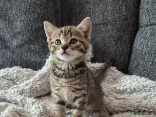 Scottish Fold cats ❤️ 6 Beautiful Scottish Fold/straight kittens ❤️ - Advert 1