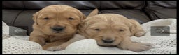 Golden Retriever dogs for sale: KC DNA tested gorgeous golden retriever puppies  - Advert 10