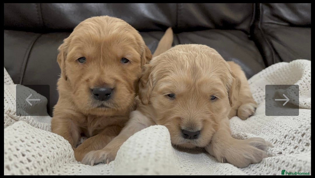 Golden Retriever dogs for sale: KC DNA tested gorgeous golden retriever puppies  - Advert 10