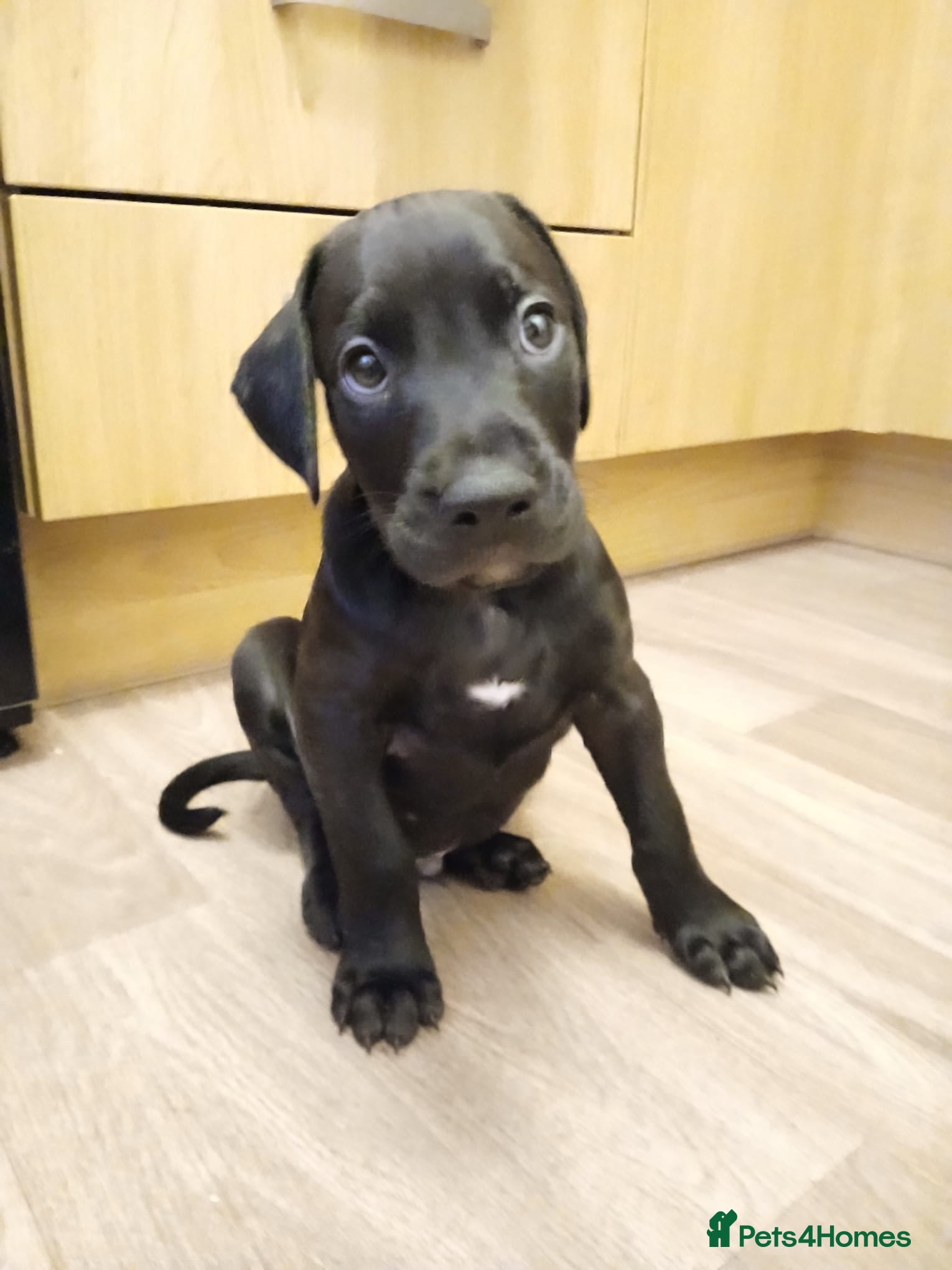 Mixed Breed dogs Doberman pups  - Advert 2