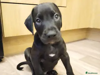 Mixed Breed dogs Doberman pups - Advert 3