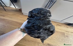 Mixed Breed dogs for sale: Miniature Schnauzer X Cockapoo - Image 15