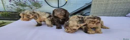 Cockapoo dogs for sale: Stunning litter of merle cockapoo ready to leave  - Advert 8