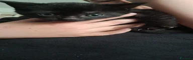 Mixed Breed 1