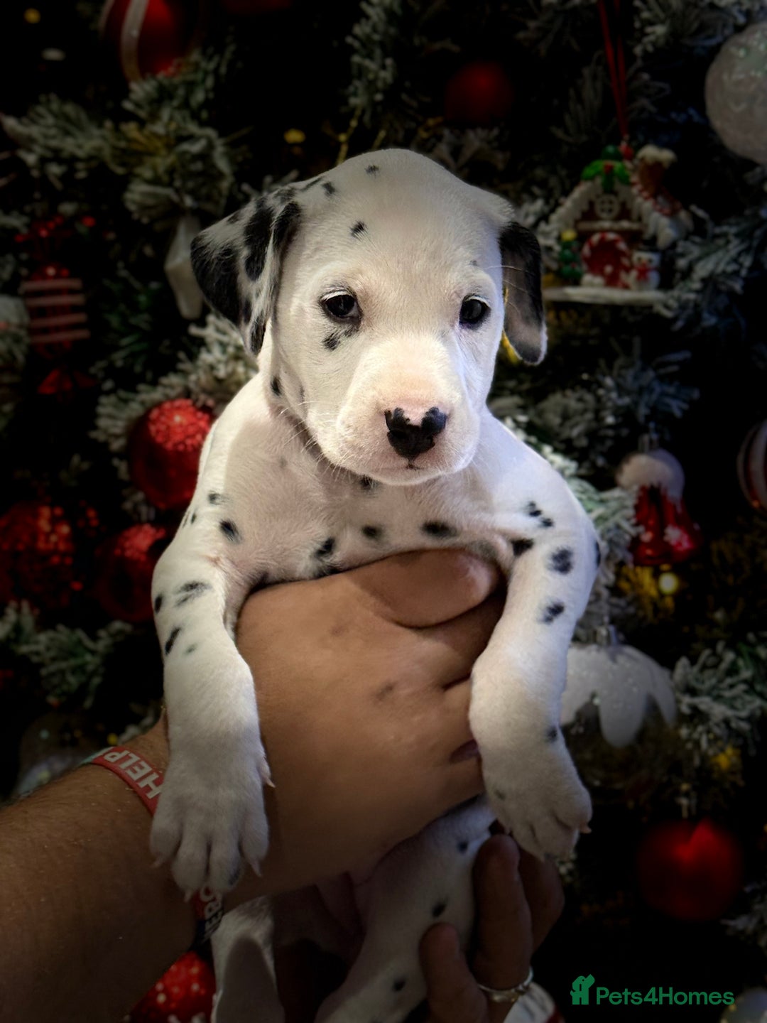 Dalmatian dogs for sale: 🐾2 left🐾 top pedigree pups - Advert 7