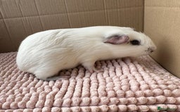 Guinea Pig rodents for sale: Young Guinea pigs  - Image 6