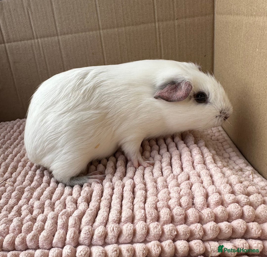 Guinea Pig rodents for sale: Young Guinea pigs  - Image 6