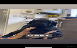 Cockapoo dogs for sale: 🐶ADORABLE F1B COCKAPOOS🐶  - Image 2