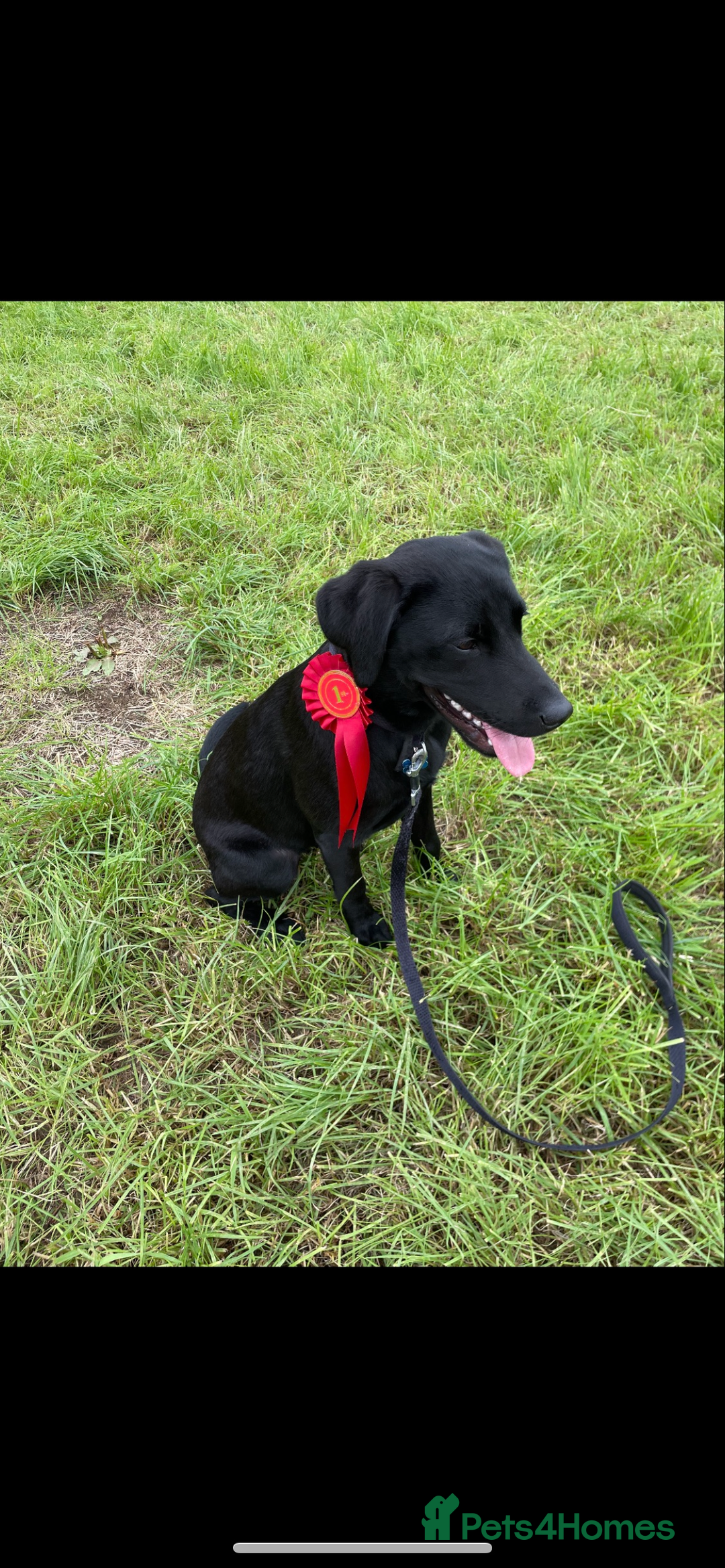 Labrador Retriever dogs for stud: K.C. Black Labrador for Stud! - Advert 5