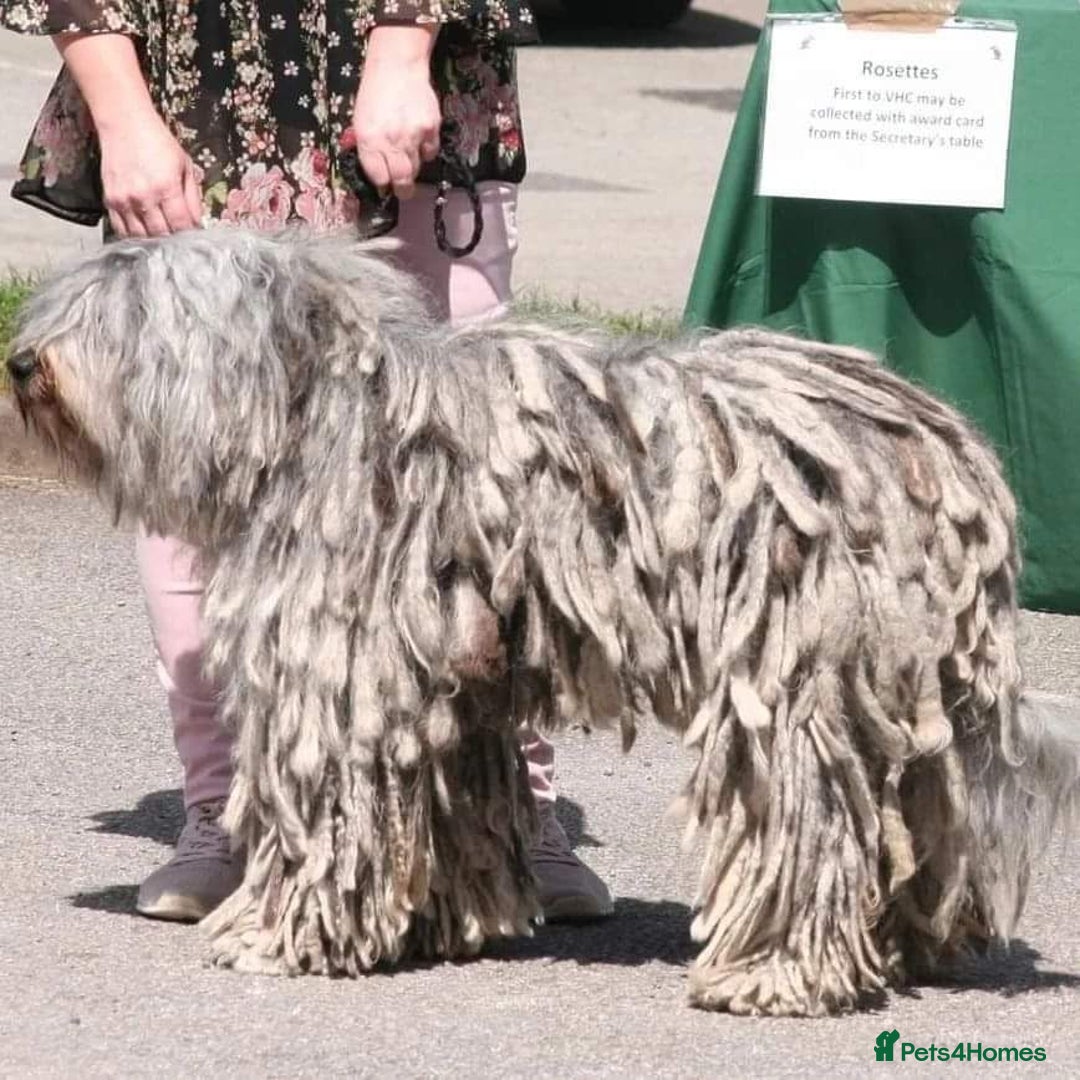 Bergamasco dogs for sale: Bergamasco male seeks forever home - Advert 5