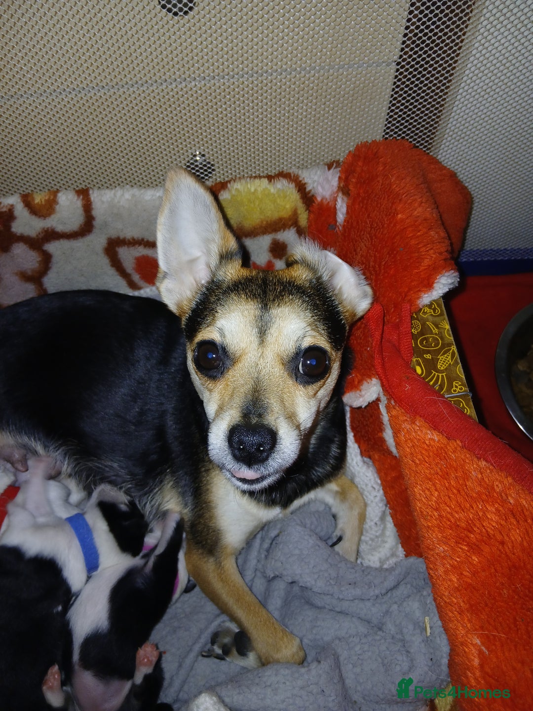 Chihuahua dogs for sale: Chihuahua puppys - Advert 1