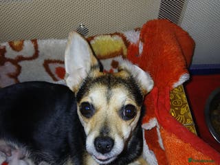 Chihuahua dogs Chihuahua puppys - Advert 3