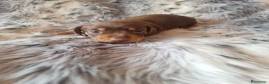 Miniature Dachshund 1