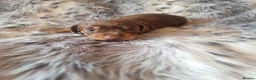 Miniature Dachshund dogs for sale: Stunning Top Quality Mini Dachshunds - Advert 9