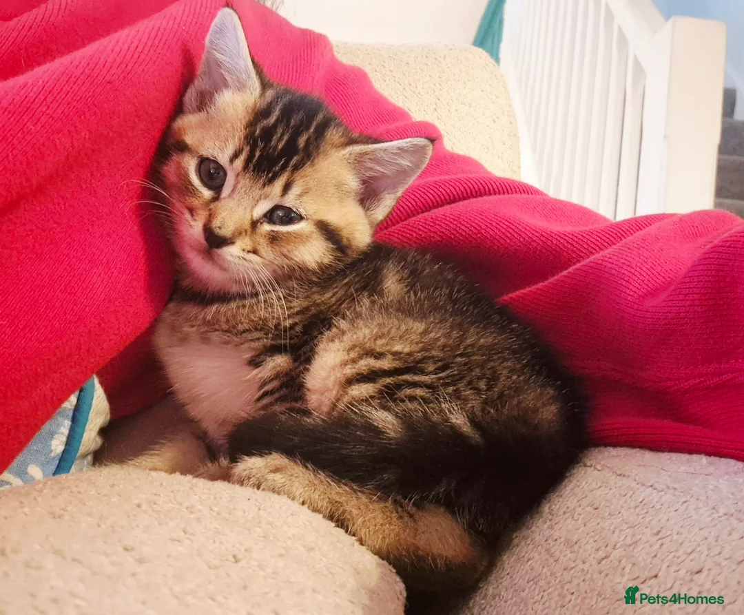 Mixed Breed cats for sale: Barn/House Kittens for Sale  - Advert 6