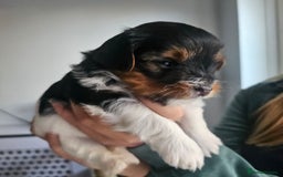 Yorkshire Terrier dogs for sale: 5 szczeniąt York terrier (Biewer) - Image 19